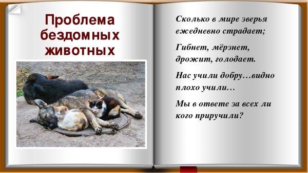 Стихи о защите животных