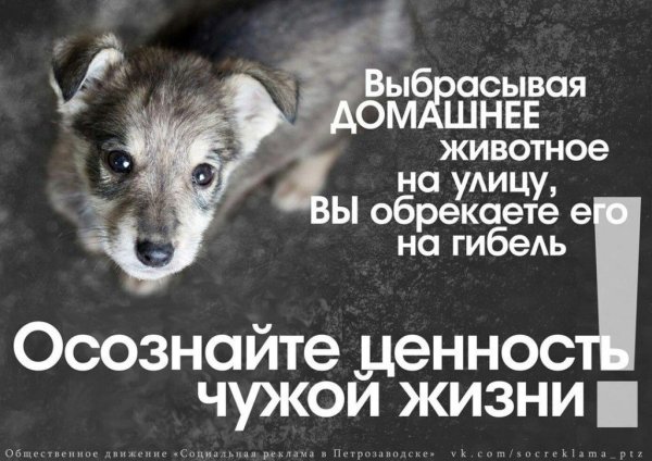 Социальная реклама о бездомных животных