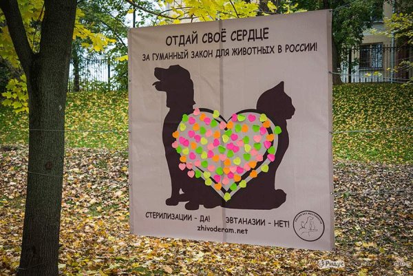 Плакаты в защиту бездомных животных