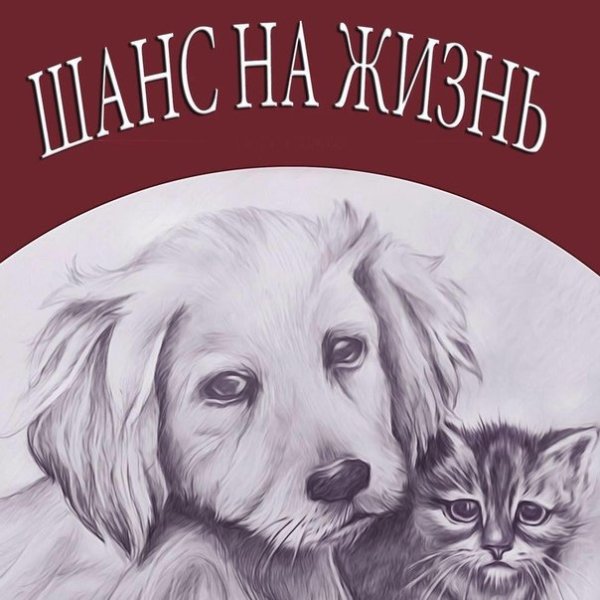 Рисунки бездомных животных