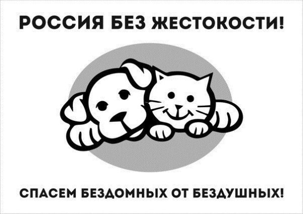 Защита бездомных животных