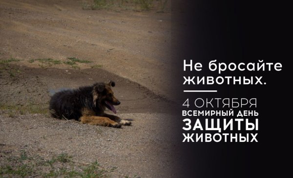 Защита бездомных животных