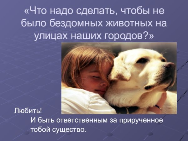 Фразы про бездомных животных