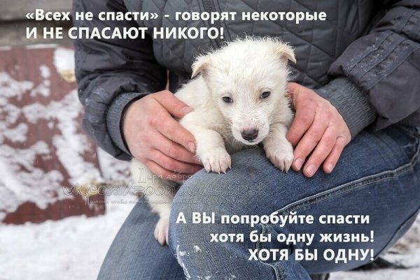 Высказывания о бездомных животных