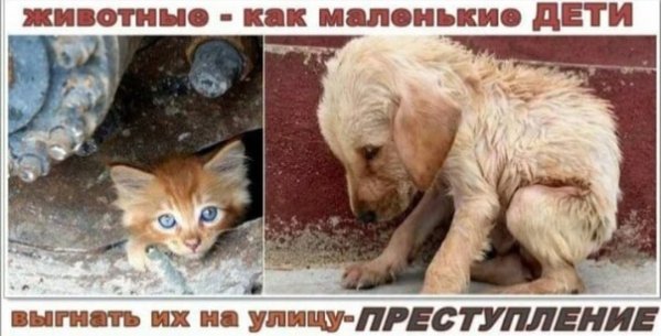 Всемирный день бездомных животных