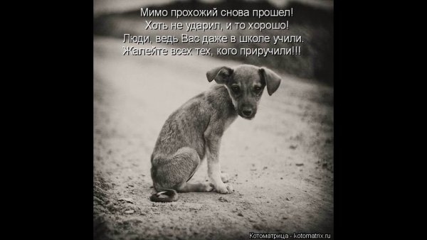 Бездомные животные с надписями