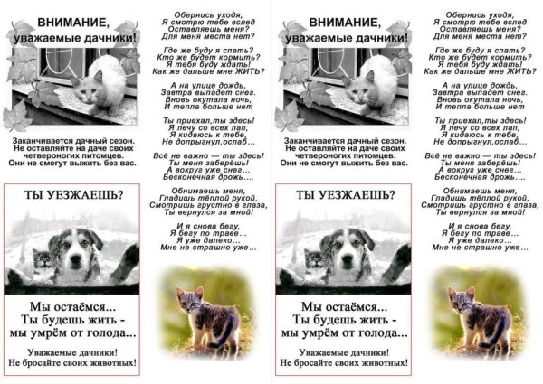 Листовки про бездомных животных
