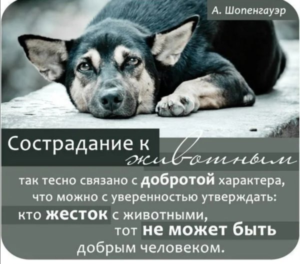 Афоризмы о бездомных животных