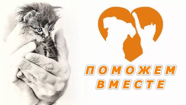 Поможем бездомным животным вместе