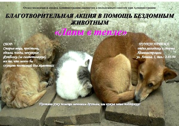 Акция помоги бездомным животным