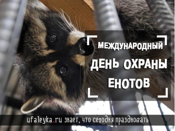 Международный день охраны енотов