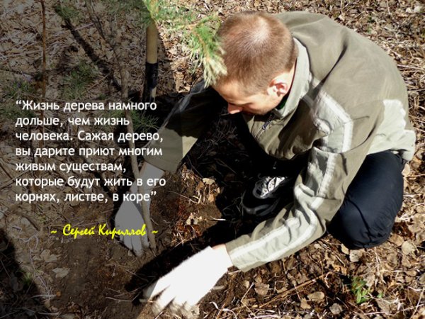 Стишок про посадку деревьев