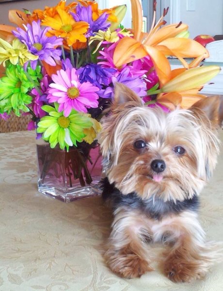 С добрым утром с йоркширским терьером