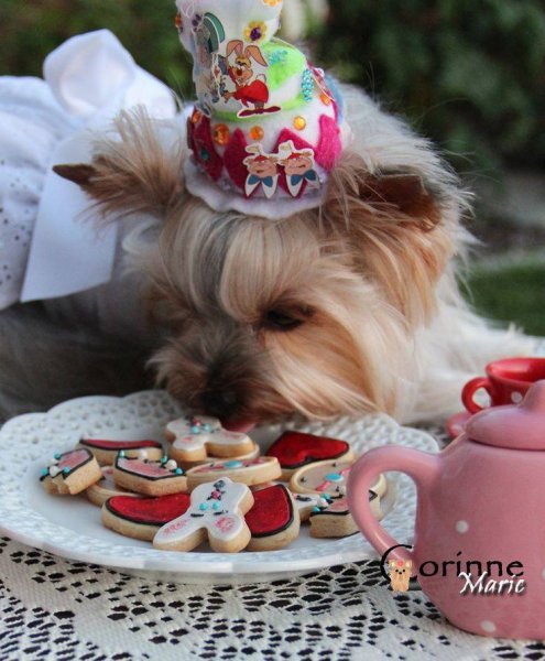 С днем рождения Йоркширский терьер