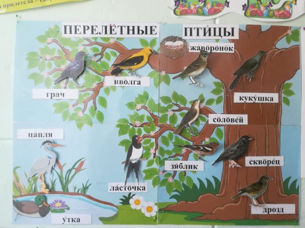 Всемирный день мигрирующих птиц