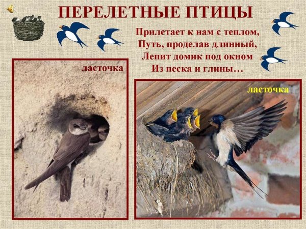 День перелетных птиц