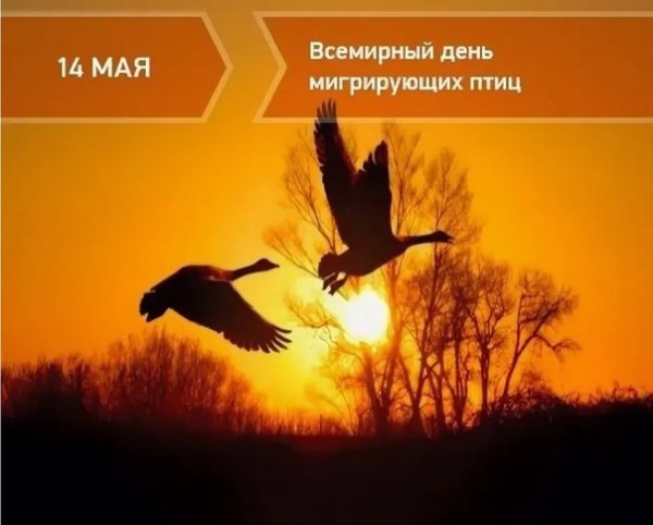 Всемирный день мигрирующих птиц 10 октября