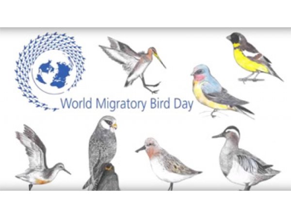 12 Октября Всемирный день мигрирующих птиц