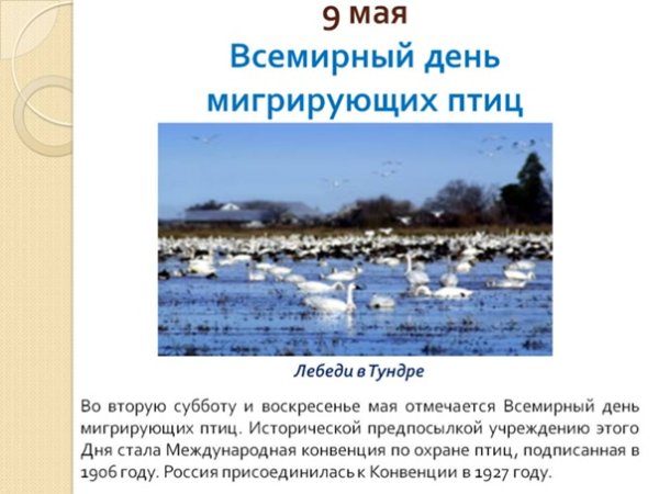 9 Мая Всемирный день мигрирующих птиц