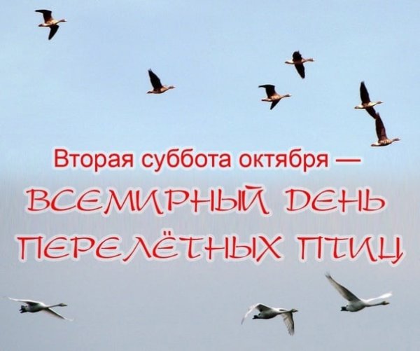 Всемирный день перелетных птиц 14 мая