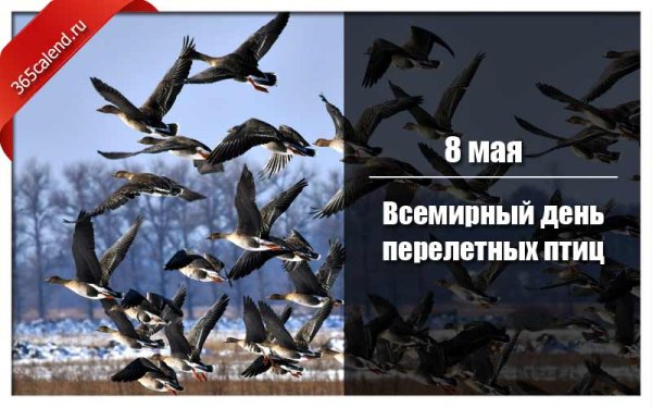 День перелетных птиц 2022