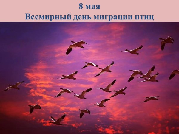 Всемирный день перелетных птиц