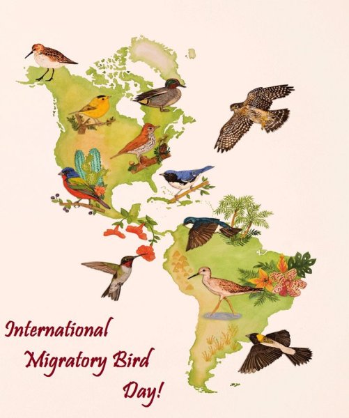 Открытка Всемирный день мигрирующих птиц