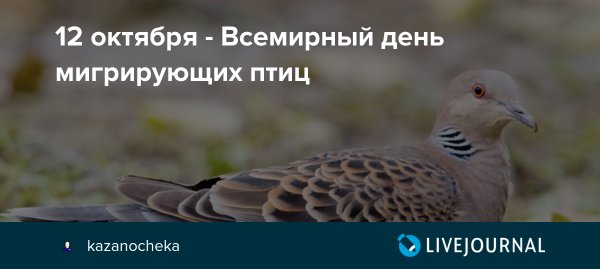 12 Октября день перелетных птиц