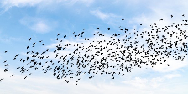 Всемирный день мигрирующих птиц 10 октября