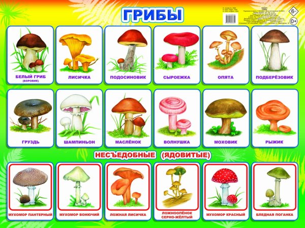 Ядовитые грибы плакат