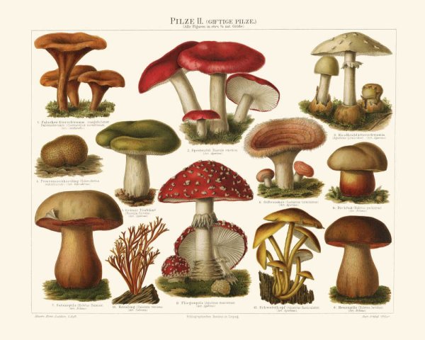 Плакат грибы съедобные и несъедобные