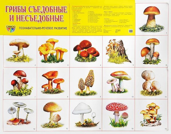 Таблица съедобных и несъедобных грибов