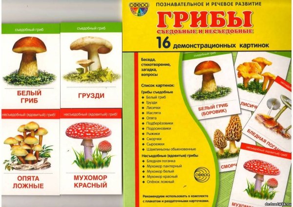 Съедобные и ядовитые грибы карточки