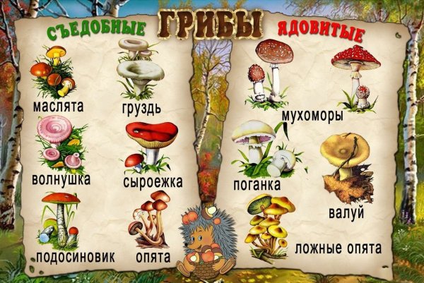 Таблица съедобных и несъедобных грибов