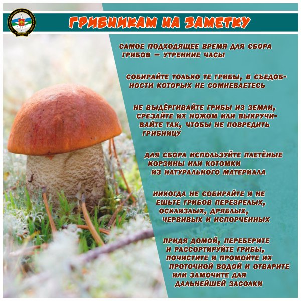 Заметки грибника