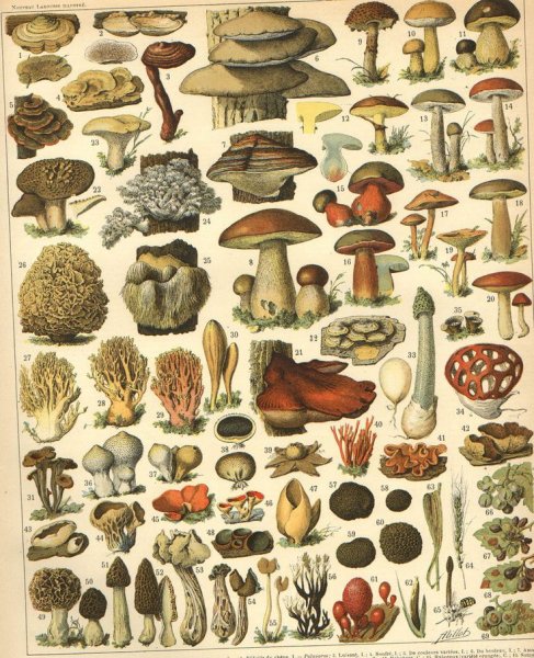 Грибы. Плакат