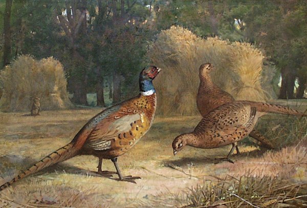 Арчибальд Торберн фазаны