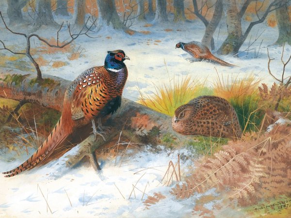 Арчибальд Торберн фазаны