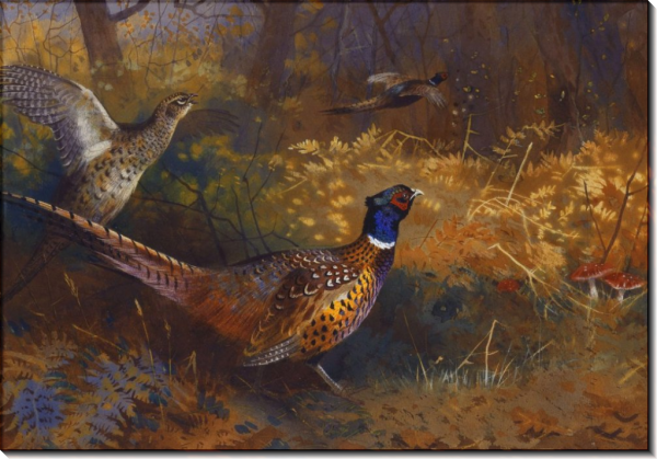 Арчибальд Торберн фазаны