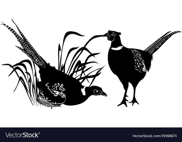 Трафарет фазан