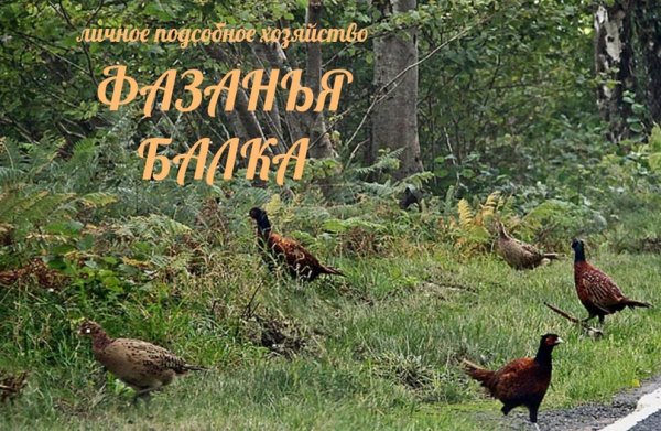 Фазан в Саратове