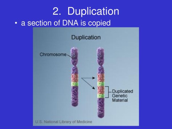 Дупликация части хромосомы 21