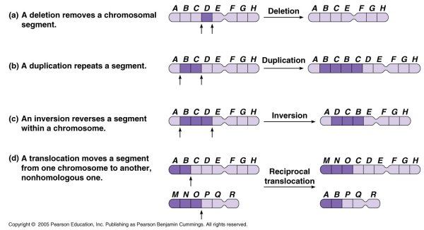 Chromosome Mutation