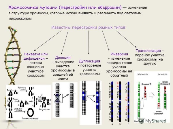 Хромосомные аберрации схема