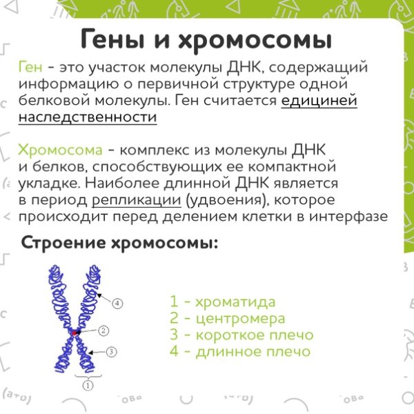 X И Y хромосомы и гены