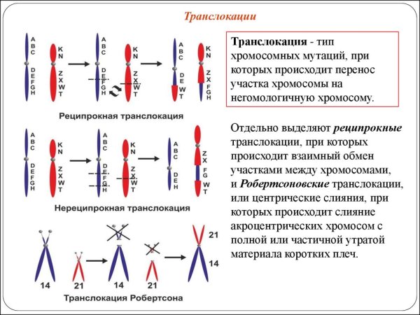 Транслокация хромосомная мутация реципрокные