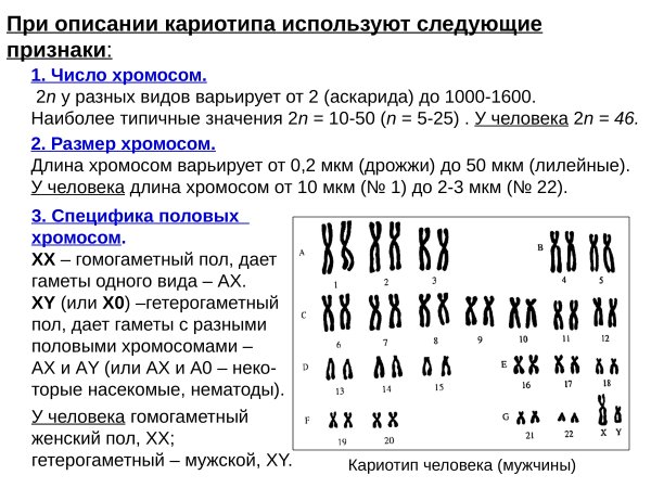 Первая хромосома кариотип человека