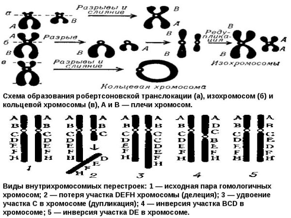 Робертсоновская транслокация наследование