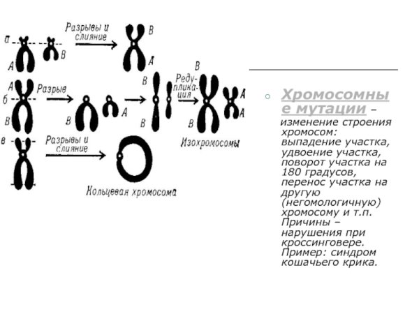 Болезни обусловленные изменениями структуры хромосом транслокация