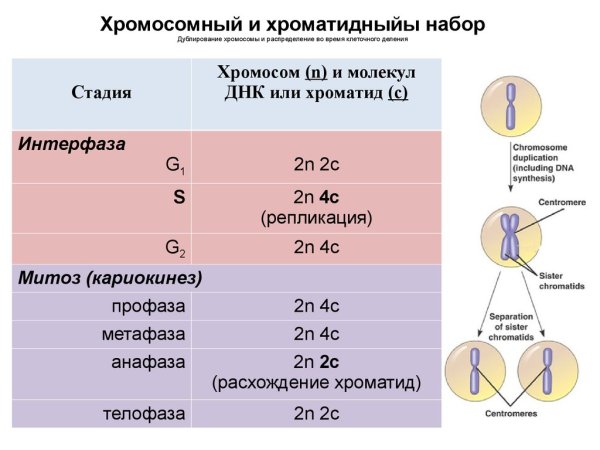Фазы клеточного цикла набор хромосом